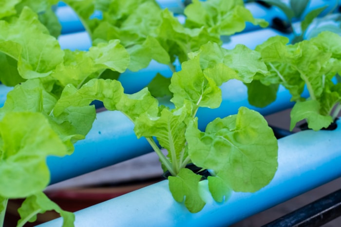 types de légumes verts asiatiques - légumes à feuilles poussant dans un tuyau