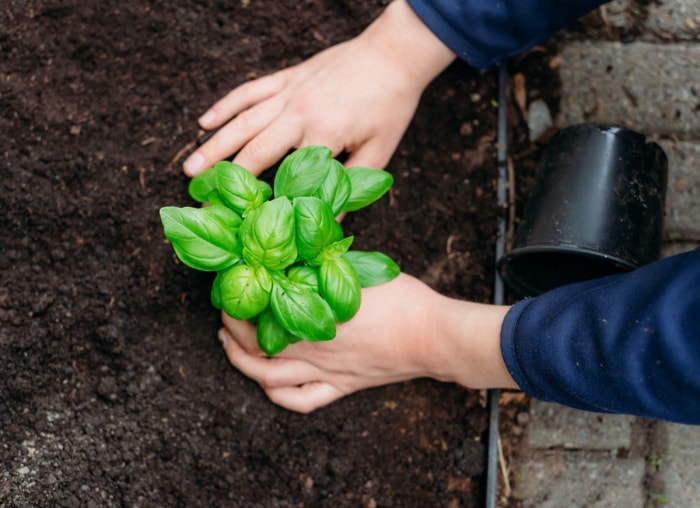 10 conseils pour transformer votre jardin en un incroyable paysage comestible