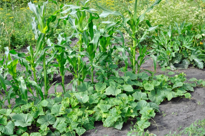 iStock-494184033 Trois sœurs plantent du maïs avec des courges dans le même jardin