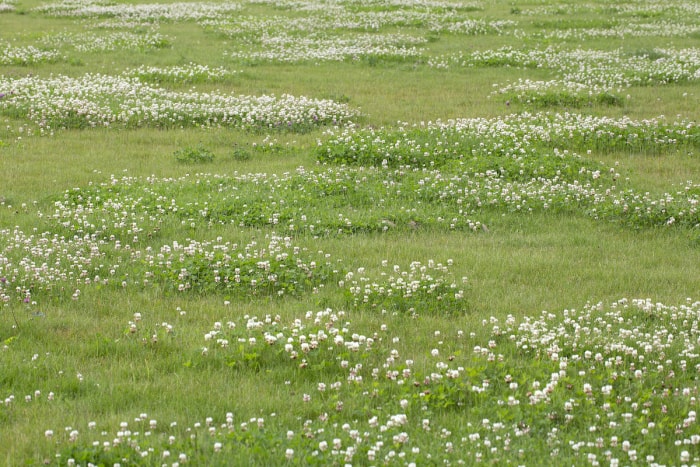 Une zone d'herbe présente des parcelles de trèfle blanc hollandais.