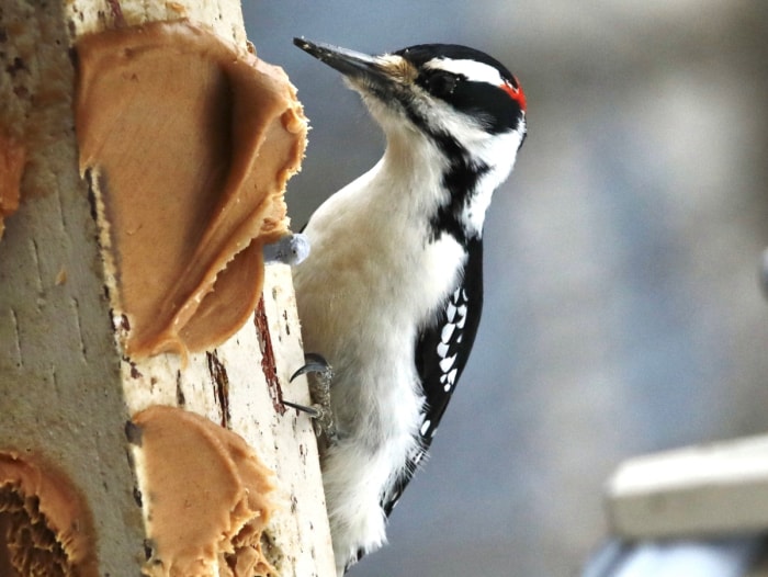 utilisations du beurre de cacahuète - oiseaux mangeant du beurre de cacahuète