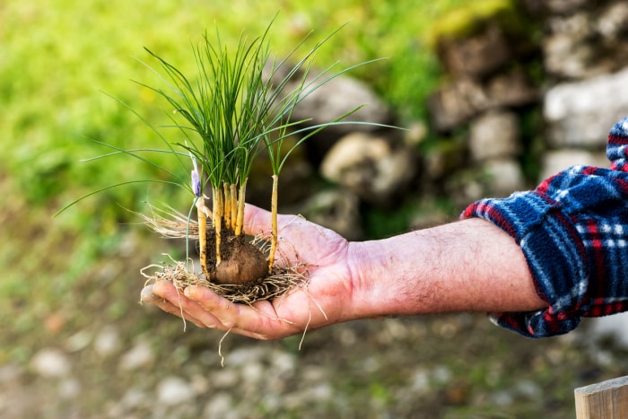 iStock-1082337466 comment faire pousser du safran Homme présentant une plante et un bulbe de safran frais