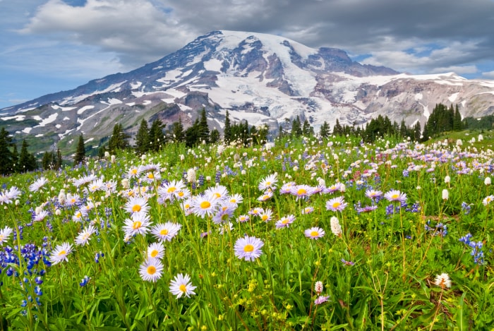 Fleurs sauvages de Paradise Meadows avec le mont Rainier en arrière-plan dans le parc national du mont Rainier