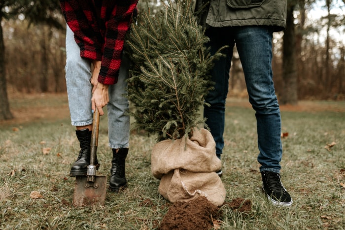 arbre de Noël vivant jeune couple plantant un arbre de Noël