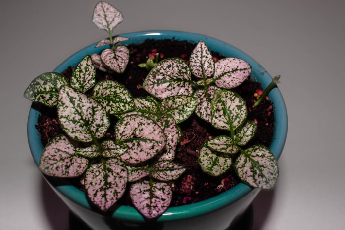 Plante à pois gros plan de feuilles roses