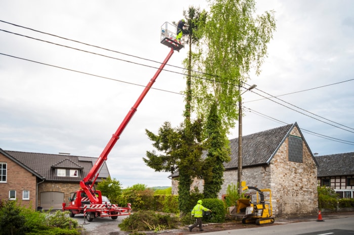 Professionnels utilisant un grand camion à plate-forme pour couper de grands arbres.