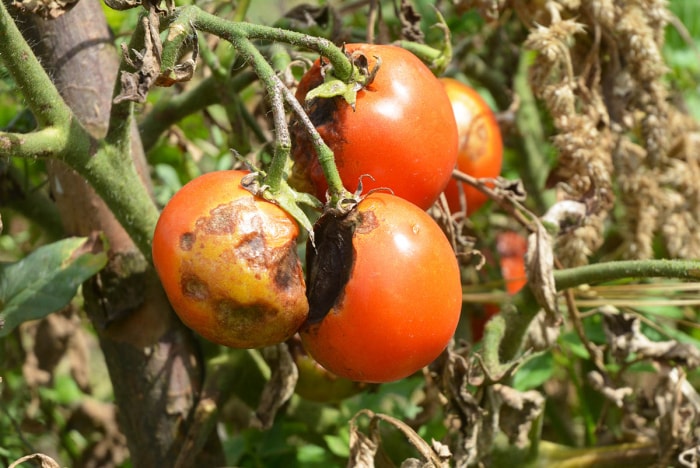 Problèmes des plants de tomates : maladie virale