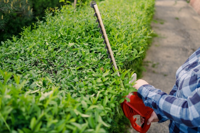 iStock-1399703085 erreurs d'élagage Jardinier tenant un taille-haie électrique pour couper la cime d'un arbre dans le jardin