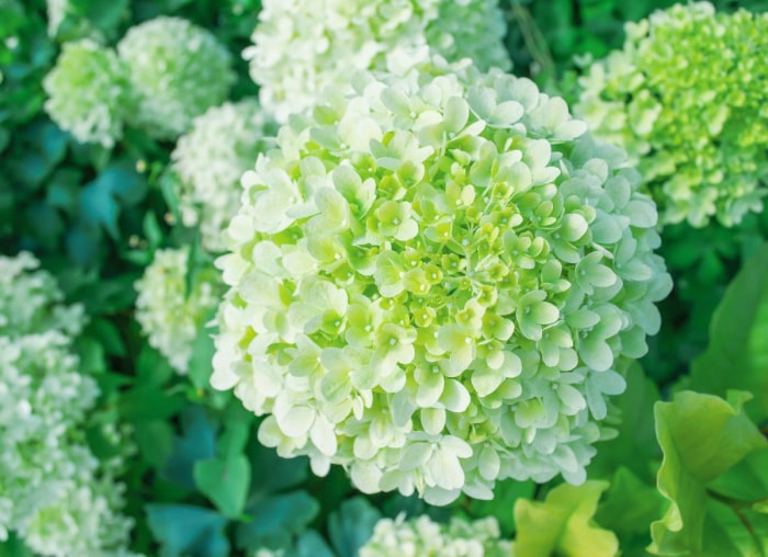 Plantez ces 12 hortensias pour un jardin époustouflant