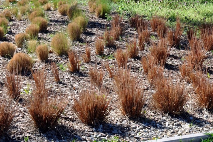 Graminées de carex rougeâtres plantées en rangées dans le jardin.