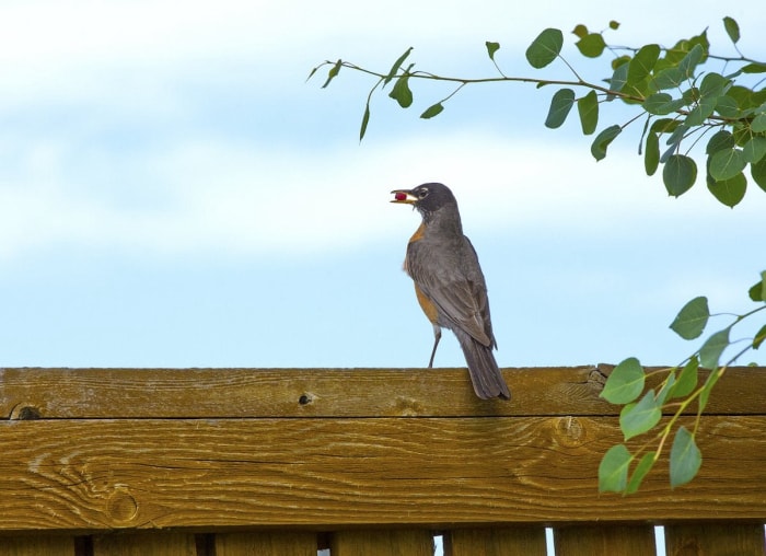 20 conseils pour éloigner toutes les bestioles de votre cour et de votre jardin