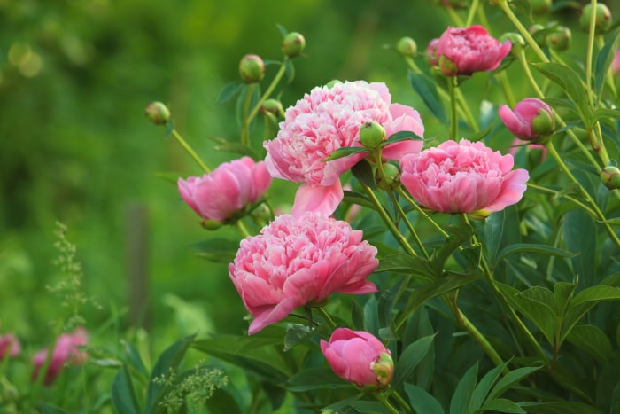 11 fleurs qui donneront à votre jardin une atmosphère de cottage anglais