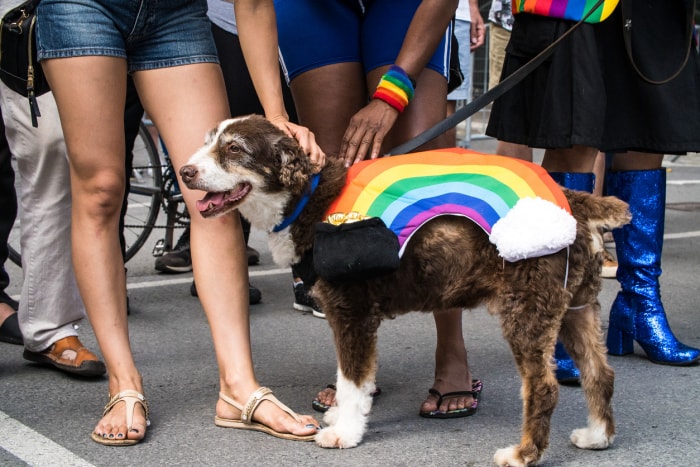 Des gens caressent un chien portant un arc-en-ciel en peluche sur le dos lors du défilé de la Fierté de Montréal 2019.