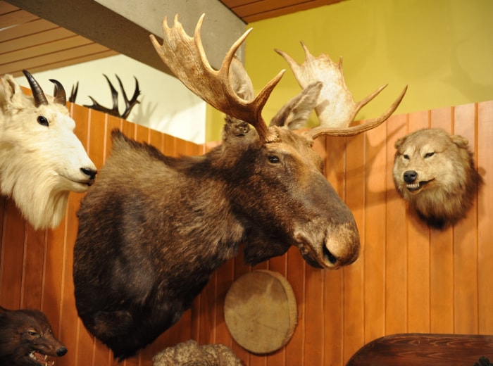 Animaux texidermés sur le mur