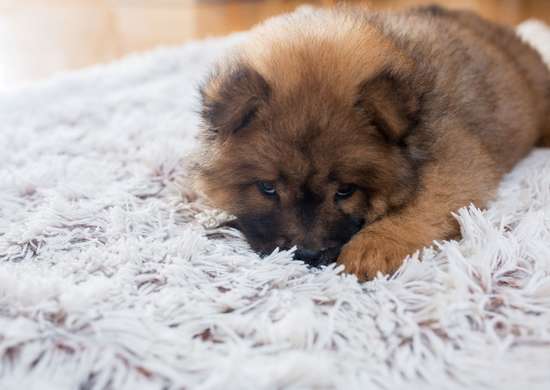 Petit chien allongé sur un tapis à poils gris