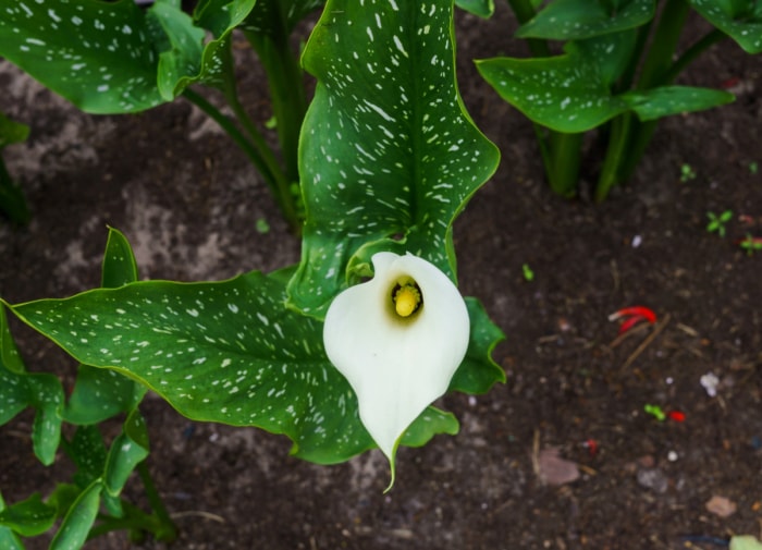 soins du lys calla - fleur de lys calla blanche simple