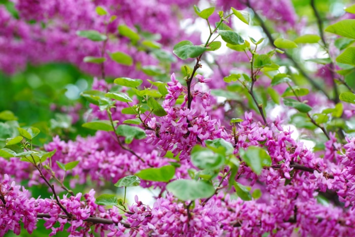 fleurs roses d'un redbud sur des branches