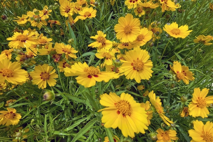 Fleurs de Coreopsis à feuilles lancéolées à l'extérieur.