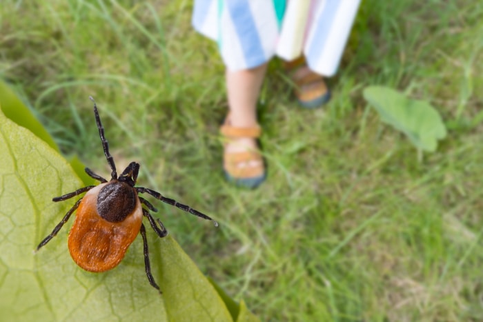 10 raisons pour lesquelles le jardinage peut vous rendre malade