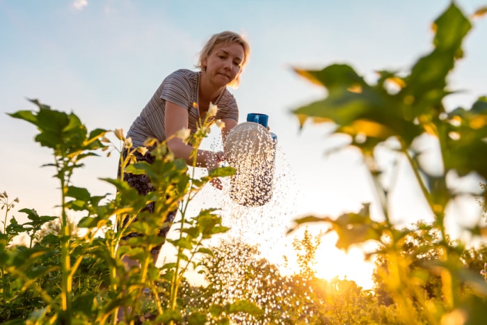 Une femme arrose les cultures de légumes le soir avec un arrosoir.