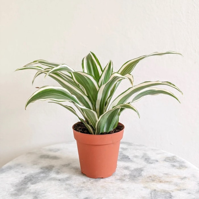 Plante à feuilles vertes et rayures blanches