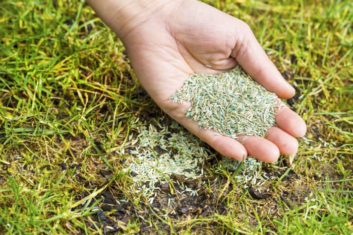 Conseils pour réparer les dégâts causés par les punaises des céréales