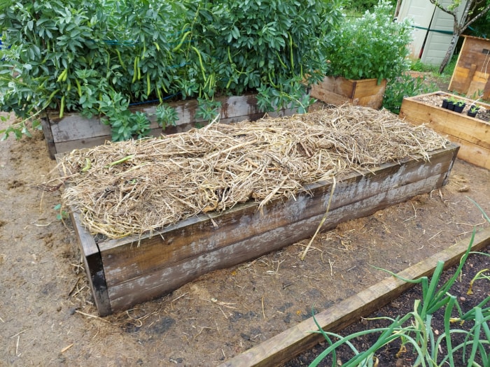 Un lit de jardin surélevé est prêt à être planté après que son sol ait été entièrement recouvert de paille.