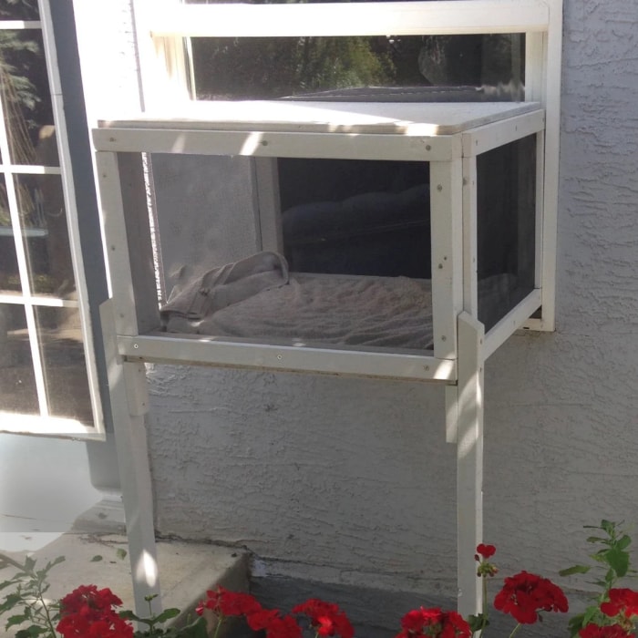 Un simple catio de fenêtre blanc se trouve devant un rosier en fleurs.