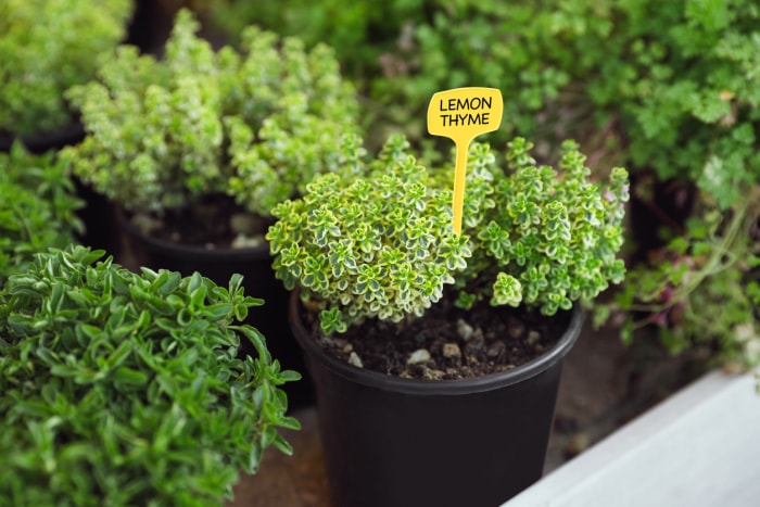 iStock-1461428690 Plante de thym citronné de jardin antiparasitaire en pot