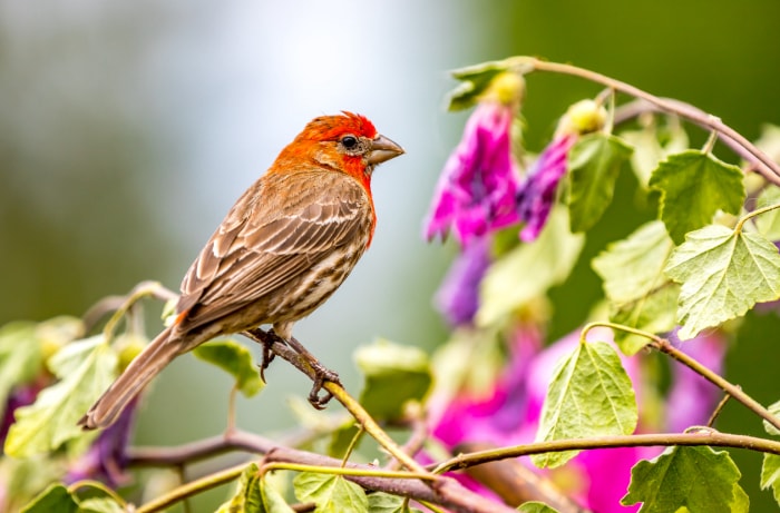 iStock-1256940127 oiseaux qui tirent leur couleur de ce qu'ils mangent pinson domestique mâle