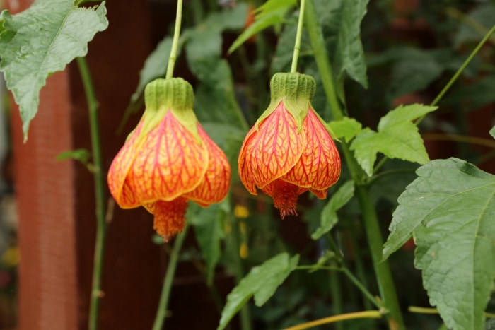 Fleurs en forme de lanterne.