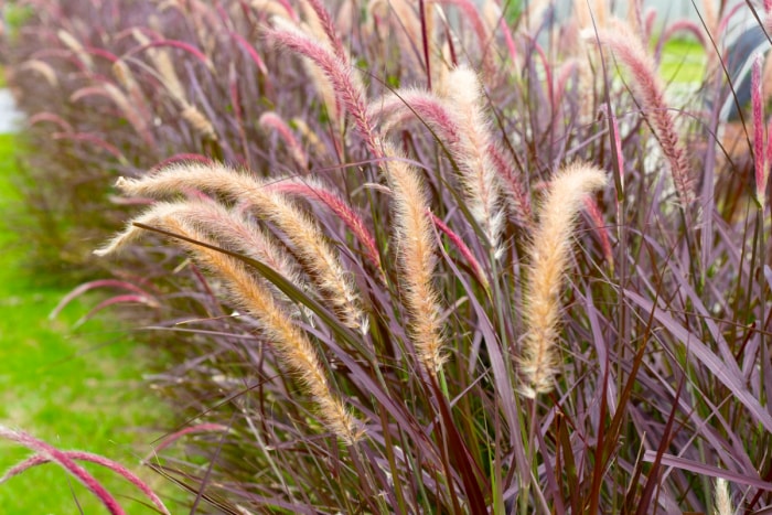 Herbe de fontaine ornementale avec des fleurs duveteuses et plumeuses.