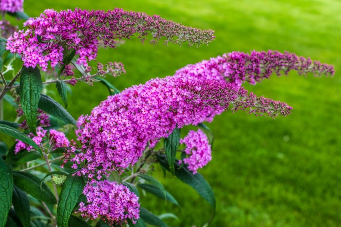 fleurs qui attirent les papillons - arbre aux papillons