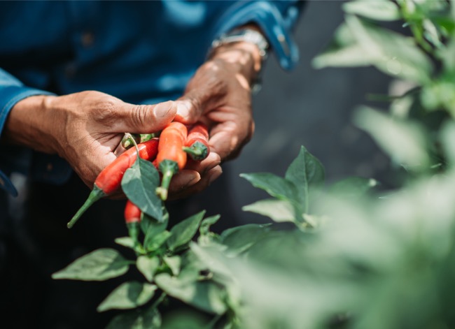 Le nouveau piment « Armageddon » de Burpee est réservé aux plus courageux des jardiniers maraîchers