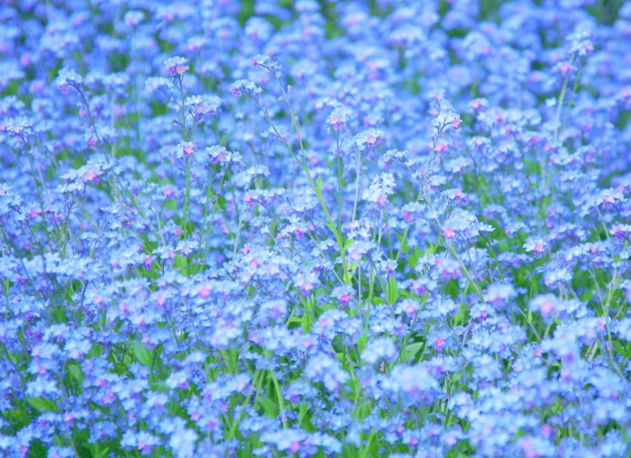 20 endroits à voir absolument si vous aimez les plantes