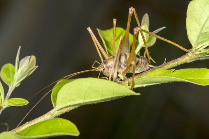 insectes envahissants