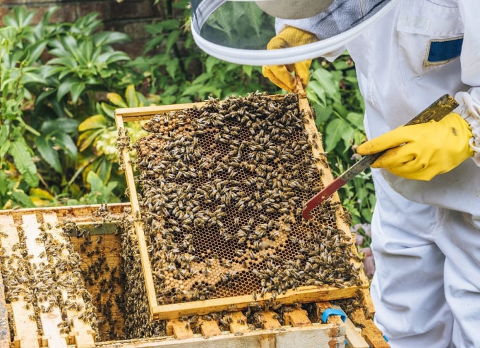 Miel fait maison : comment garder des abeilles dans votre propre jardin