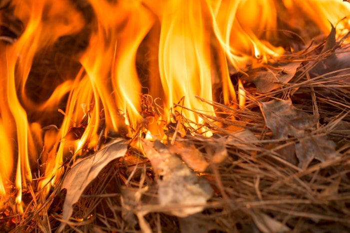 Feuilles en feu.