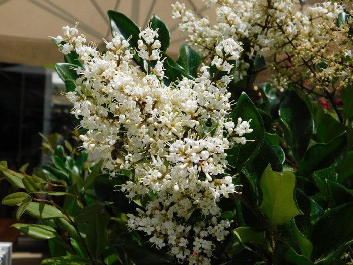 Troène à feuilles de cire, ou Ligustrum japonicum, plante et fleurs blanches, dans un jardin