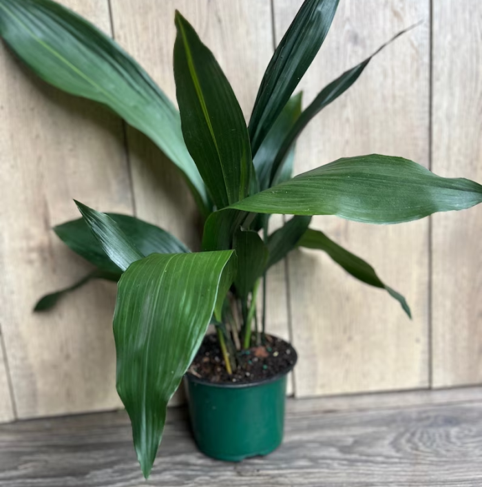 Une plante d'intérieur en fonte posée sur le sol à l'intérieur d'une maison.