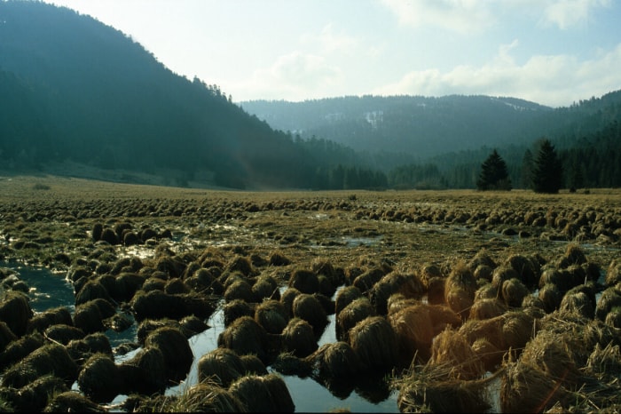 Tourbe de sphaigne vs Coco Coir