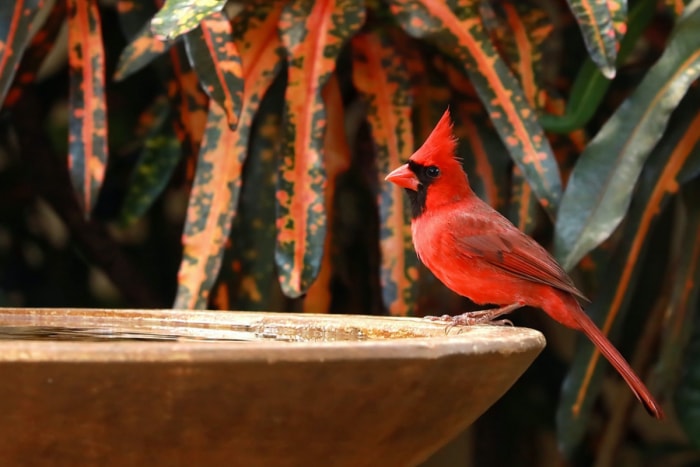 comment attirer les cardinaux