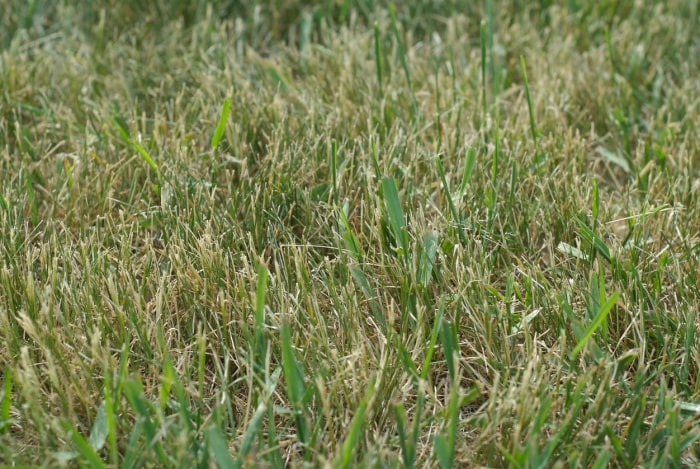 pelouse mauvaises herbes herbe à crabe