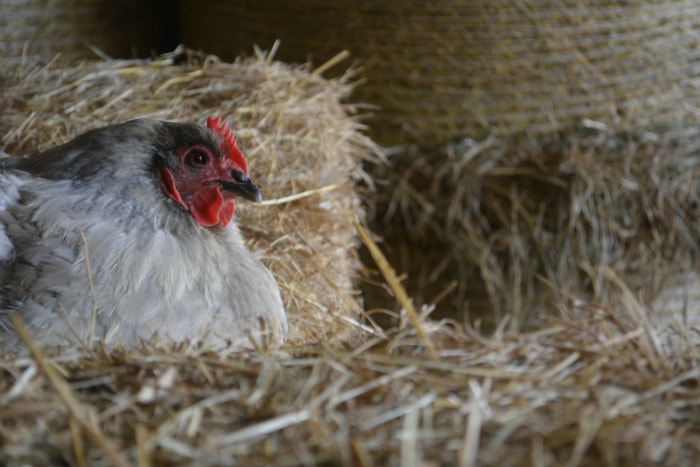 bottes de paille pour poules et poulailler