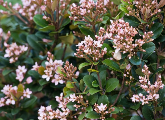 25 plantes faciles à utiliser pour un aménagement paysager à toute épreuve