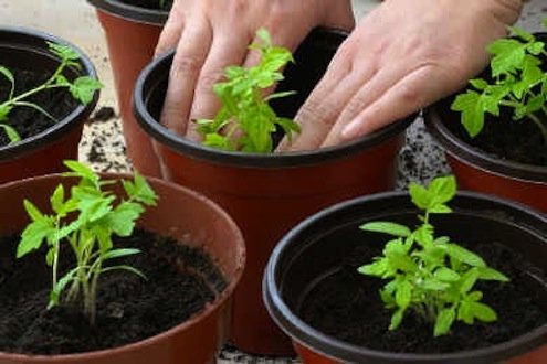 rempotage des plants de tomates