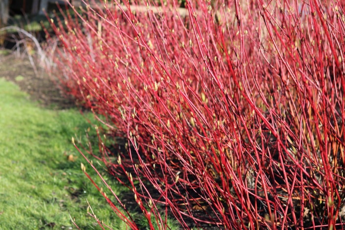 cornouiller rouge poussant dans un paysage domestique