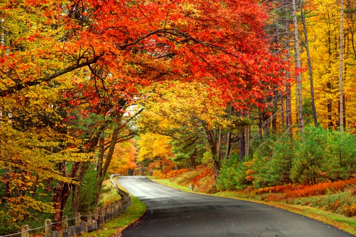 Feuilles d'automne or et orange le long d'une route forestière sinueuse