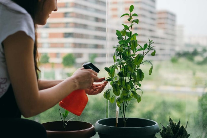 Coût d'une fenêtre de jardin