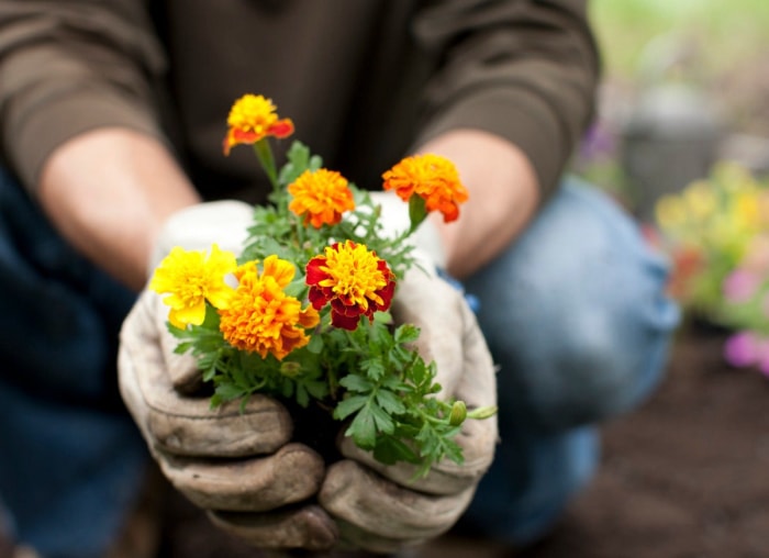 8 jolies plantes qui puent !